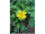 Aposeris foetida