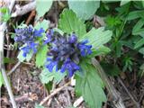 Dlakavi skrečnik (Ajuga genevensis)