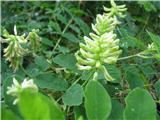 Sladki grahovec (Astragalus glycyphyllos)