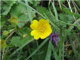 Verjetno crantzev petoprstnik, zlati ima pri dnu cveta oranžno liso. Lahko bi bil pa velecvetni-Potentilla grandiflora, ki ima ravno tako velike cvetove.