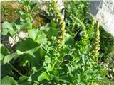 Stajska metlika (Chenopodium bonus-henricus)