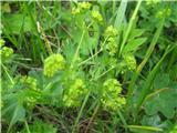 Med travo zagledam navadno plahtico-Alchemilla vulgaris-spada med rožnice.