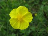 Helianthemum grandiflorum