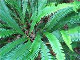 Praprot rebrenjača (Blechnum spicant)