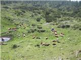 Na planini Ovčarija sem naletel poleti na veliko živine.