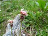 Alpski planinšček (Homogyne alpina)