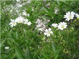 Njivska smiljka-Cerastium arvense subsp.arvense-04.07.2013-Vrtača.