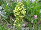 Pedicularis elongata ssp. julica