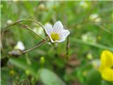 Lan predivec (Linum catharticum)