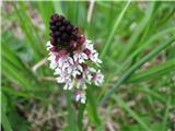 Poletna kukavica (Neotinea ustulata subsp. aestivalis)