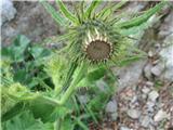 Kranjski osat (Cirsium carniolicum)