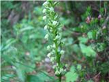 Belkaste ročice (Pseudorchis albida)