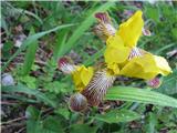 In zlezem do rastišča meni neznane perunike-oni rečejo šarena perunika.V glavnem je prelepa. Je enako visoka kot travnolistna .Gre za Iris variegata.