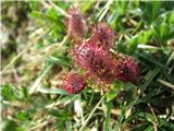 Alpska vrba (Salix alpina)