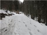 V gozdu gre steza večinoma po snegu