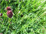 na nepokošenih pašnikih je polno zdravilne strašnice-Sanguisorba officinalis.