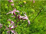 Kukavičja lučca-pri nas je na travnikih zelo visoka . Tu je bila nizka-Silene flos-cuculi.