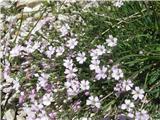 V grušču in meliščih cveti plazeča sadrenka-Gyqsophila repens.
