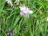 Gozdna grašica (Vicia sylvatica)