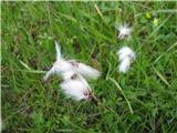 Širokolistni munec (Eriophorum latifolium)