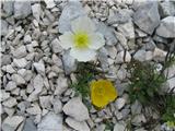 Papaver alpinum subsp. victoris