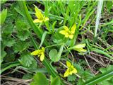 Rumena pasja čebulica (Gagea lutea)