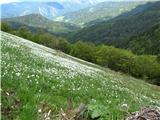 Končno zagledam poljane narcis.