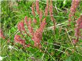 Snežna kislica (Rumex nivalis)