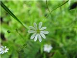 Travnata zvezdica (Stellaria graminea)