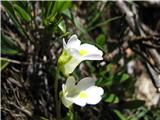 Alpska mastnica.