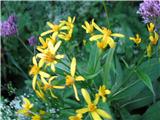 Fuchsov grint (Senecio fuchsii)