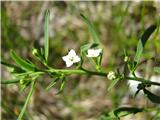 Alpska lanika (Thesium alpinum)