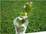 To je ena izmed podvrst navadne smetlike-Euphrasia rostkoviana . Zgleda . da gre za E.r. montana . Bila je izredno majhna .Imela je izrazito rumeno oko.