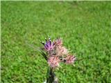 ta rožca pa je že odcvetela. Je dvobarvna kosmatulja-saussurea discolor.pri nas jo še nisem našel. 