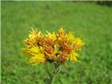 Kranjski grint-Senecio incanus subsp. carniolicus.