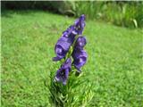Turska preobjeda-Aconitum napellus. Ta preobjeda ima štiri podvrste-lobelova ni , ker ima drugačno socvetje,ravno tako ne A. N. hians, lahko je samo A.n. vulgare ali A.n. tauricum.lahko je A.n. vulgare, :n. 