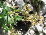 Valeriana elongata