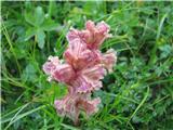 Orobanche minor