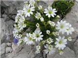 Skalna smiljka-Cerastium julicum-24.07.2013-Kalški greben.