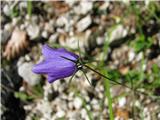 Izrodna zvončica (Campanula inconcessa)