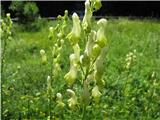 Zlatična preobjeda-Aconitum lycoctonum subsp neapolitanum-čeladica ima bolj izrazito peto, listi so drugačni kot pri navadni , dugače je tudi raščena .Rastla pri koči v Tamarju.