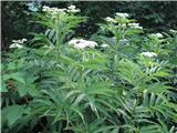 Smrdljivi bezeg ali habat (Sambucus ebulus)