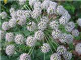 Navadni gozdni koren (Angelica sylvestris)