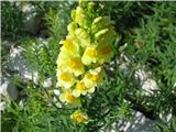 Navadna madronščica (Linaria vulgaris)