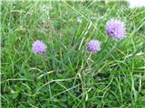 Gorski drobnjak (Allium scorodoprasum alpinum)