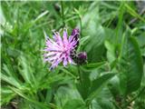 Veleglava mačina (Serratula tinctoria subsp. macrocephala)