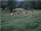 Na Suhadolnikovih travnikih se pase slovensko avtohtono govedo. Pasme ne vem.