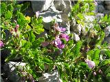 Navadni vrednik (Teucrium chamaedrys)