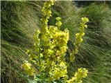 Verbascum lychnitis