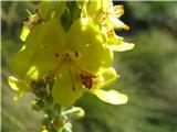 Verbascum lychnitis